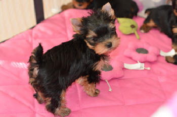 adorable tiny girl image of yorkie puppies for sale in playpen